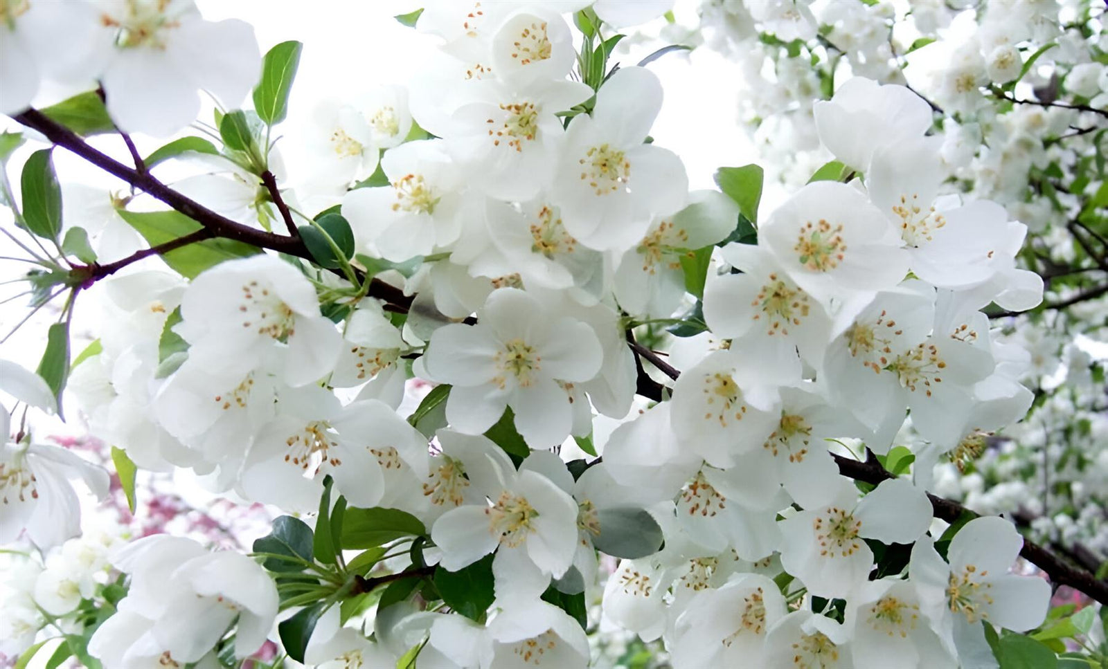 Malus Snowcloud Crab Apple Tree 6ft Tall Supplied In A 12 Litre Pot