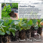 Alstroemeria 'inticancha Bryce' Peachy Orange Compact Perennial Jumbo Plug Plants | Set of 6