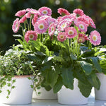 Gerbera 'sweet Memories' - Candy Pink Perennial | 6 x Jumbo Plug Plants | Pink