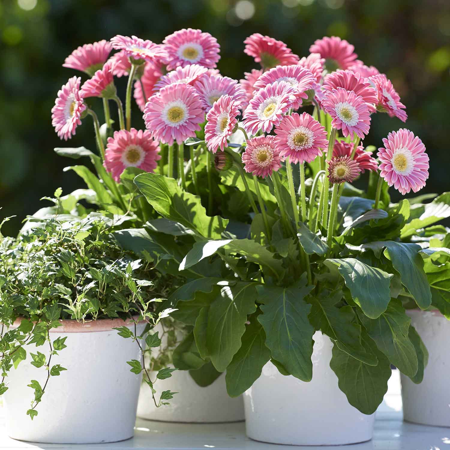 Gerbera 'sweet Memories' - Candy Pink Perennial | 6 x Jumbo Plug Plants | Pink