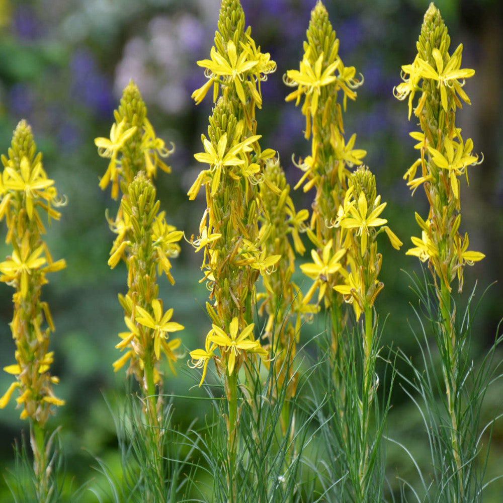 Asphodeline Lutea | 3 x 9cm | Yellow