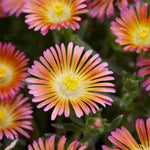 Delosperma ‘wheels Of Wonder’ Trio - 9cm Pots | 3 x 9cm | Multi