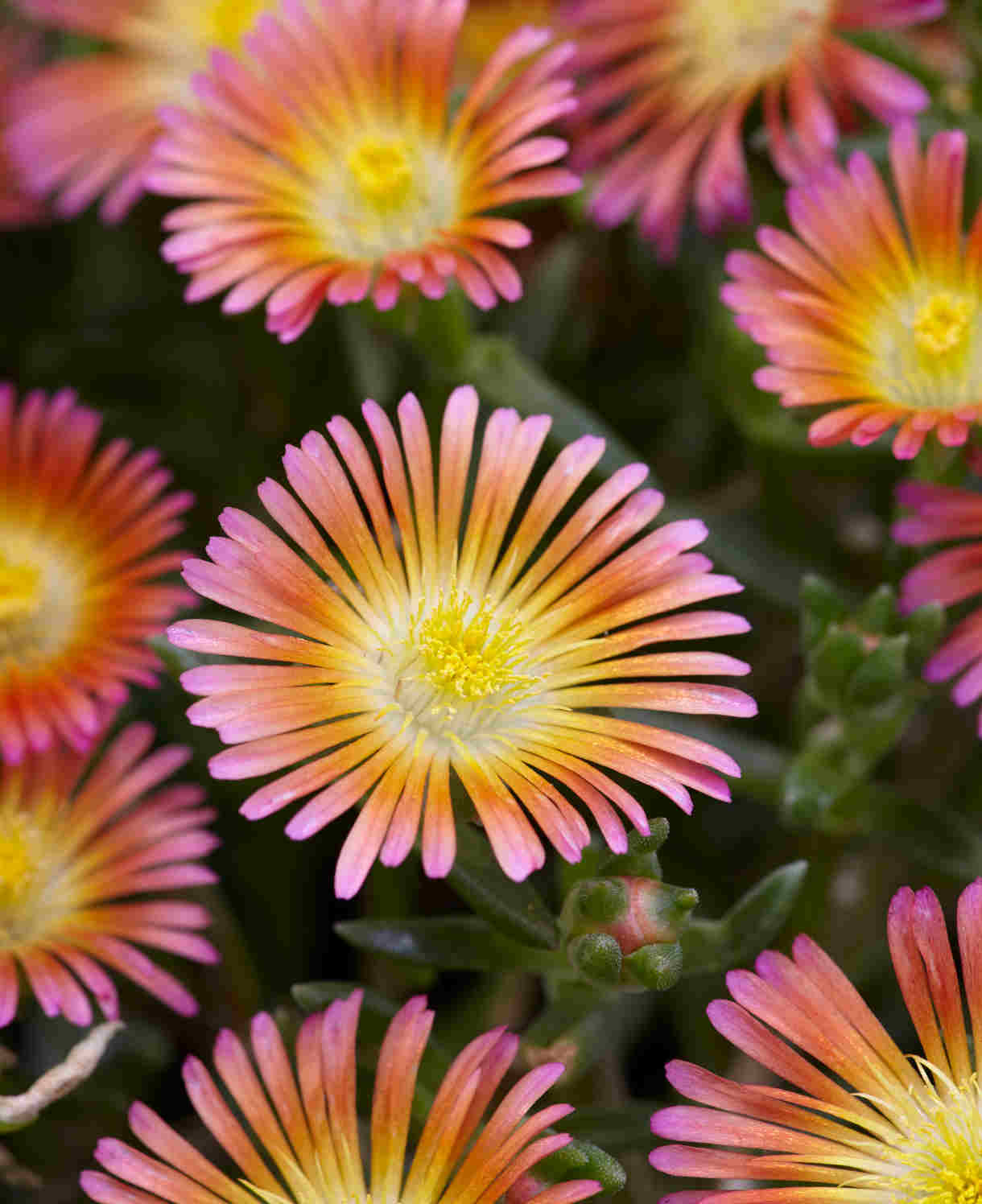 Delosperma ‘wheels Of Wonder’ Trio - 9cm Pots | 3 x 9cm | Multi