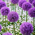 Allium Purple Sensation Bulbs | 16 x Bulbs | Pink & Purple