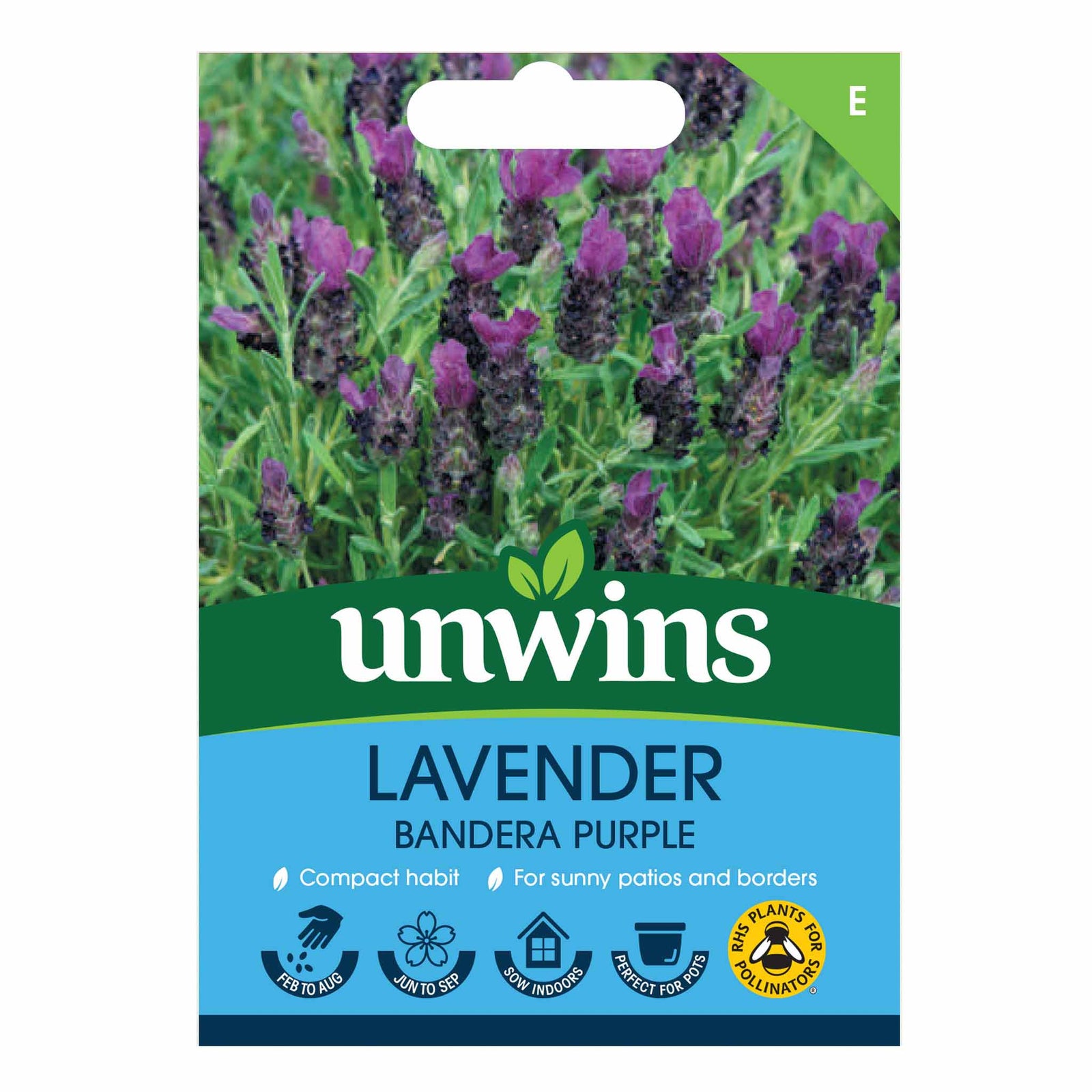 French Lavender Seeds Bandera Deep Purple | 10 Seeds | Purple & Green