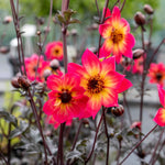 Dahlia Mystic Collection 3 Jewel-toned Varieties | 3 x Jumbo Plugs | Multi Colour