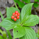 Cornus Canadensis - Creeping Dogwood - 9cm Pot | 1 x 9cm | Classic White