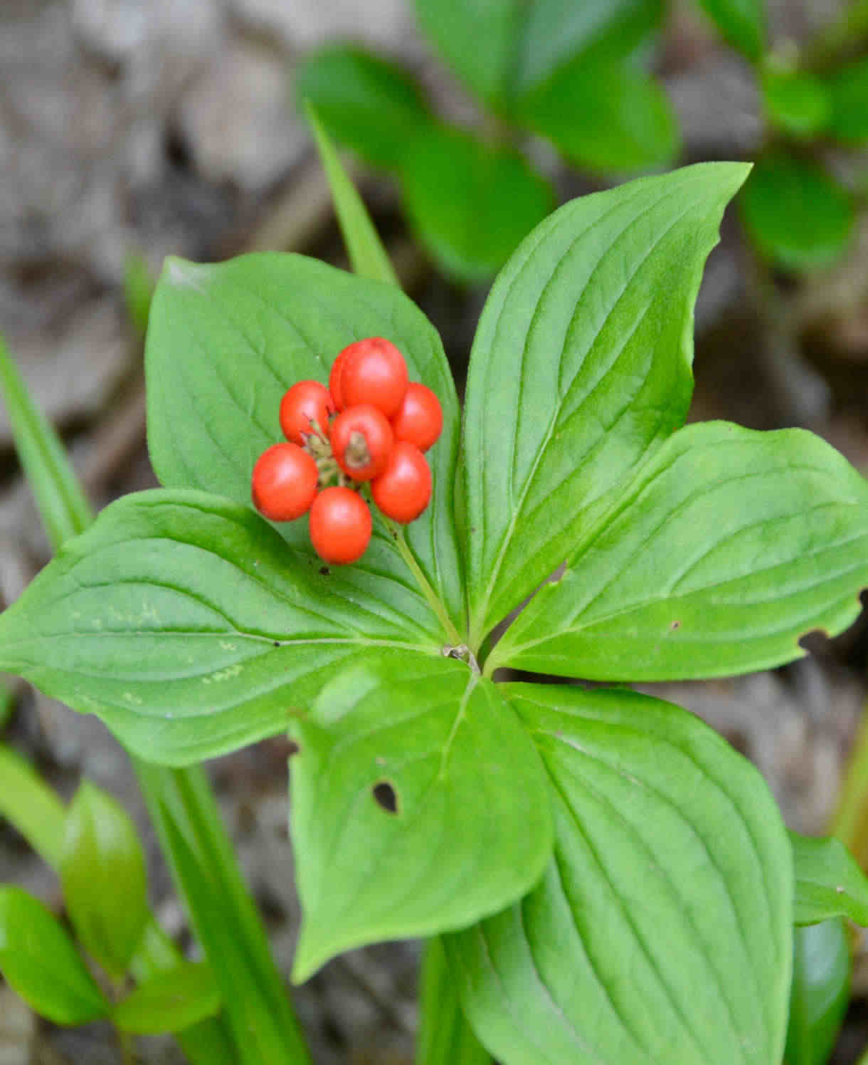 Cornus Canadensis - Creeping Dogwood - 9cm Pot | 3 x 9cm | Classic White
