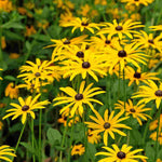 Rudbeckia Goldsturm - 9cm Pots | 3 x 9cm | Yellow