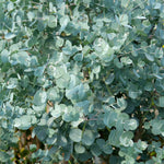 Eucalyptus Gunnii 'azura' Compact Silver-blue Evergreen For Pots And Borders Plant | 1 x 3L | Blue