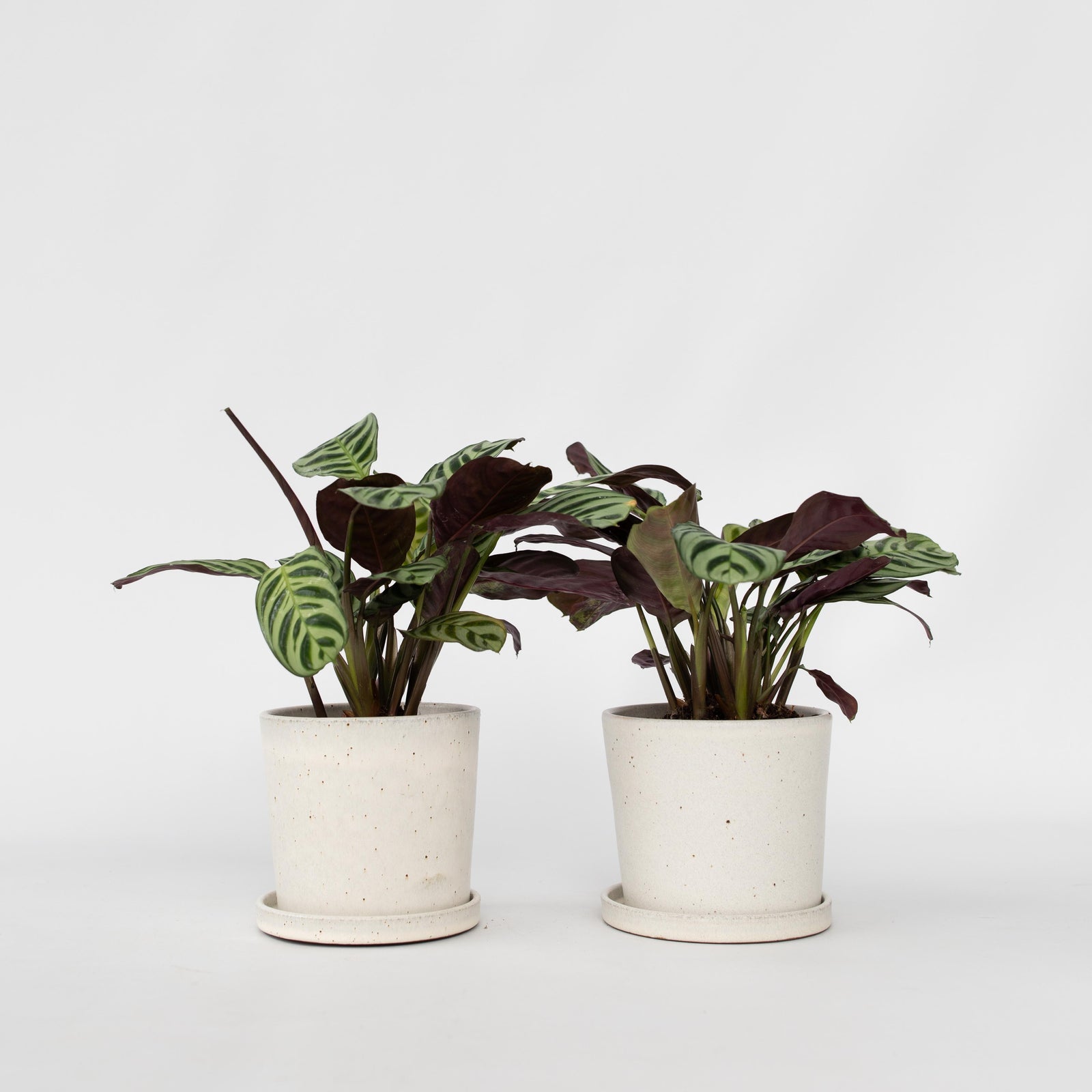 Never Never Plant - 2 Pcs. - Ctenanthe 'amagris' - Height 20-30cm - ⌀12cm | Set of 2 | Green