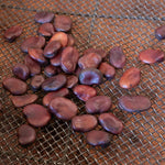 Broad Bean Seeds 'luz De Otono' — Autumn Cropping, 75 Seeds | 75 Seeds | Green