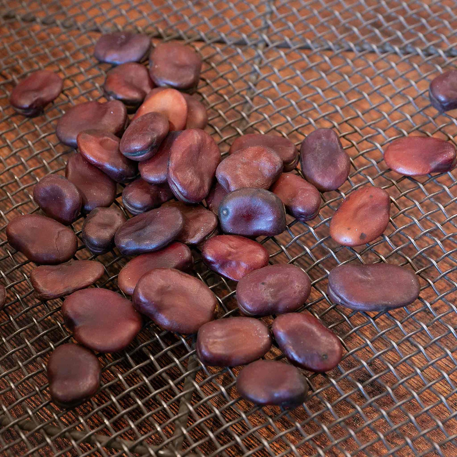 Broad Bean Seeds 'luz De Otono' — Autumn Cropping, 75 Seeds | 75 Seeds | Green