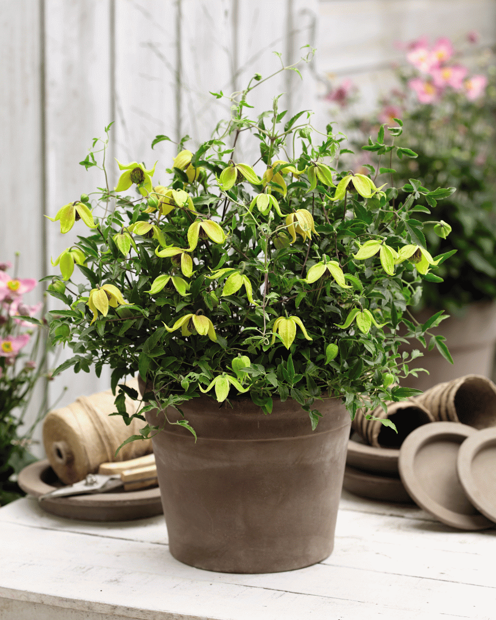 Clematis Little Lemons 7cm Pot | Set of 1