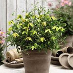 Clematis Little Lemons 7cm Pot | Set of 2