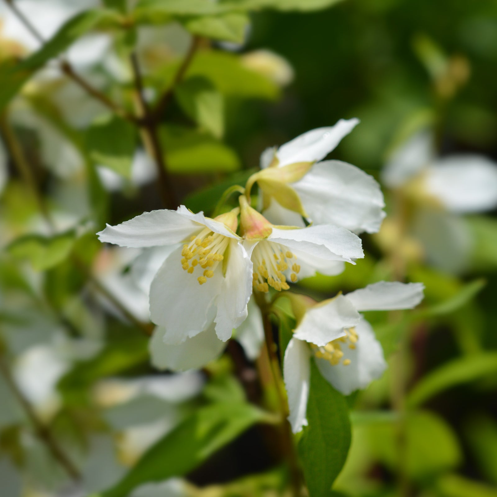 Super Scented Philadelphus Collection | 3 x 9cm | White