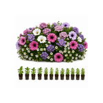 Petunia, Bacopa & Verbena Plug Collection - Set of 12 | 12 x Plug Plants | Blue & Pink