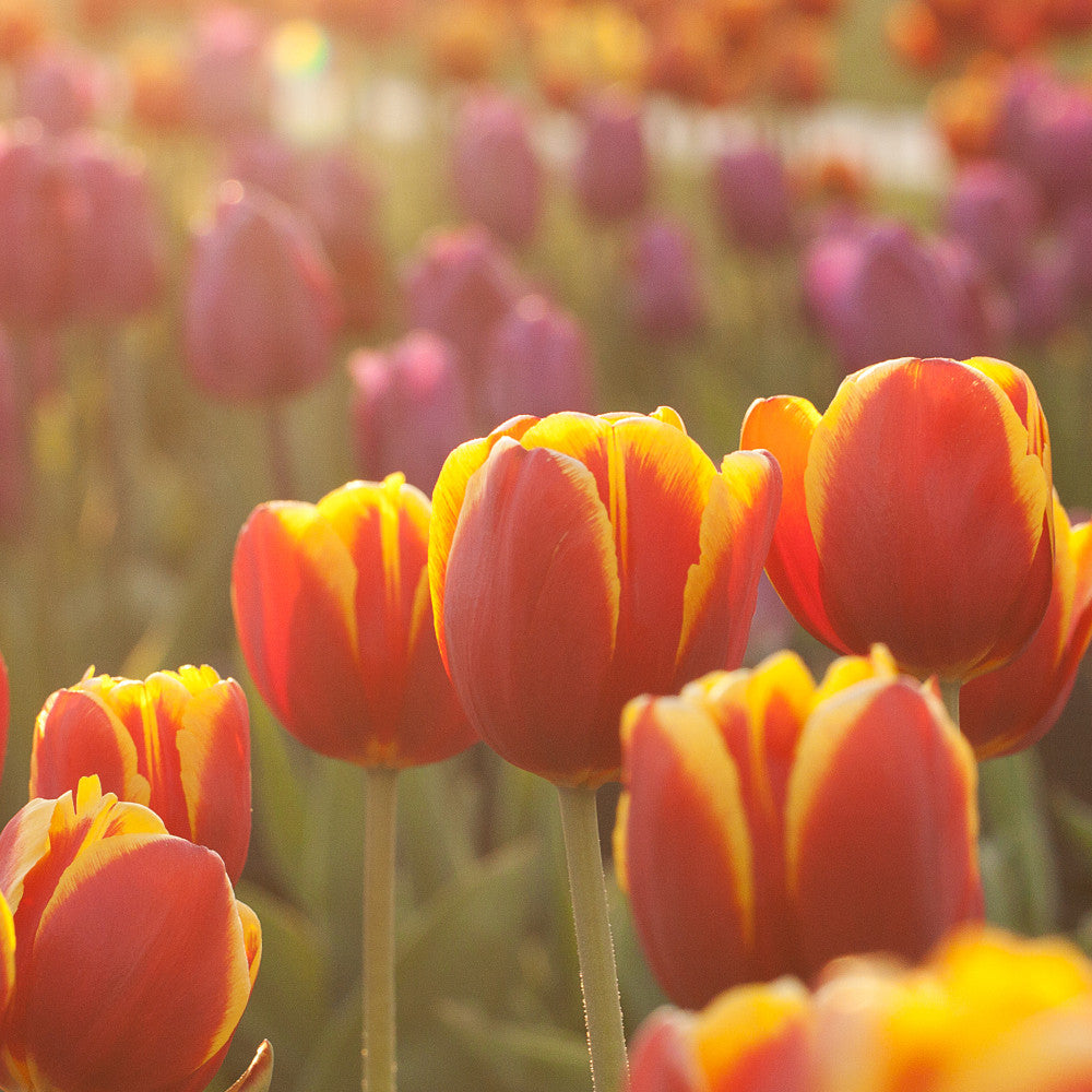 Sunshine Tulip Collection - 75 Bulbs