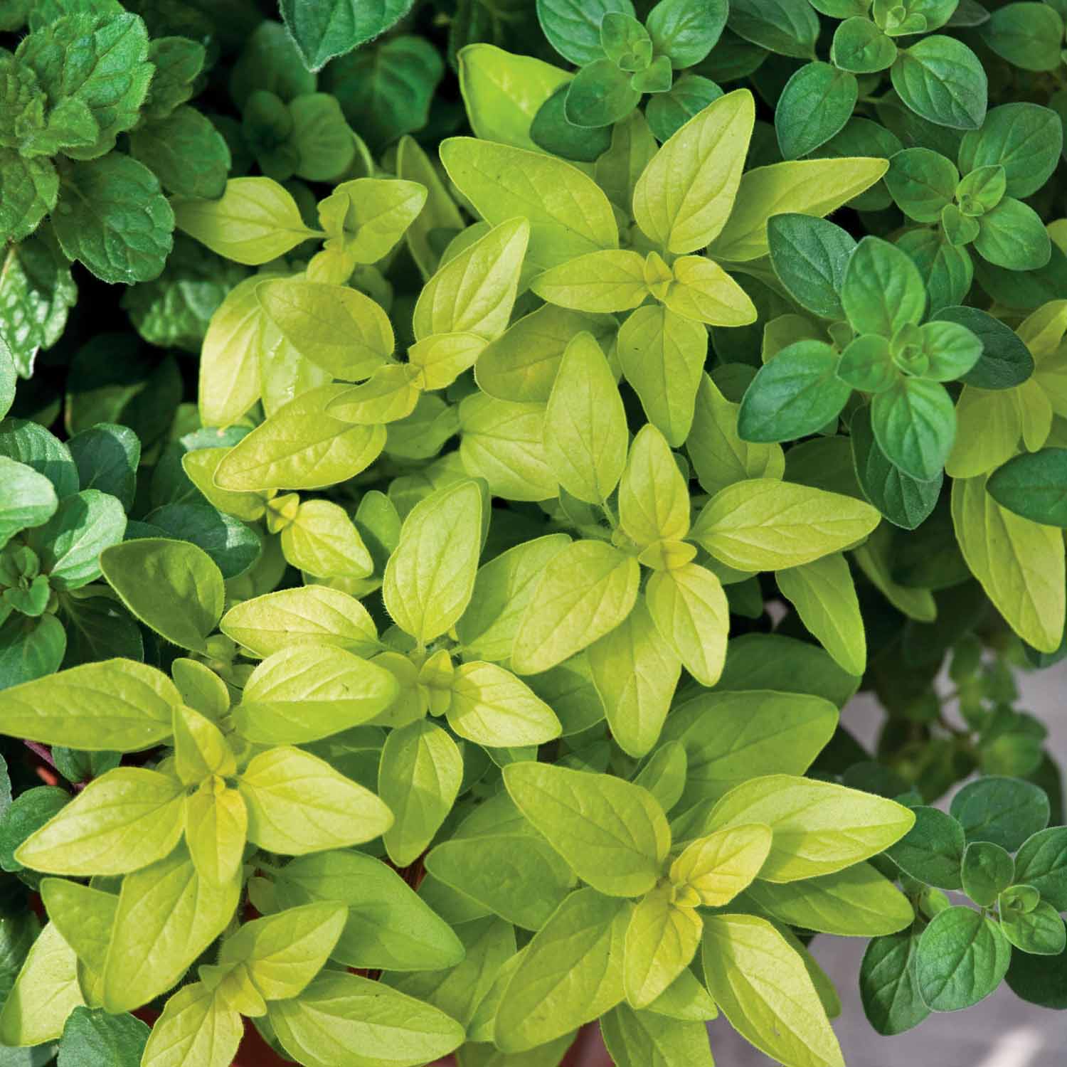 Oregano 'arueum Gold' - Hardy Aromatic Herb, Gold-green Foliage, 30cm | 3 x Plug Plants | Green