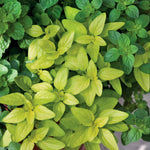 Oregano 'arueum Gold' - Hardy Aromatic Herb, Gold-green Foliage, 30cm | 6 x Plug Plants | Green