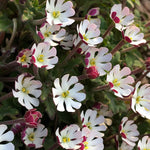 Zaluzianskya 'star Balsam' Night-scented Phlox, Fragrant Compact Perennial Plant | 3 x Jumbo Plugs | Multi