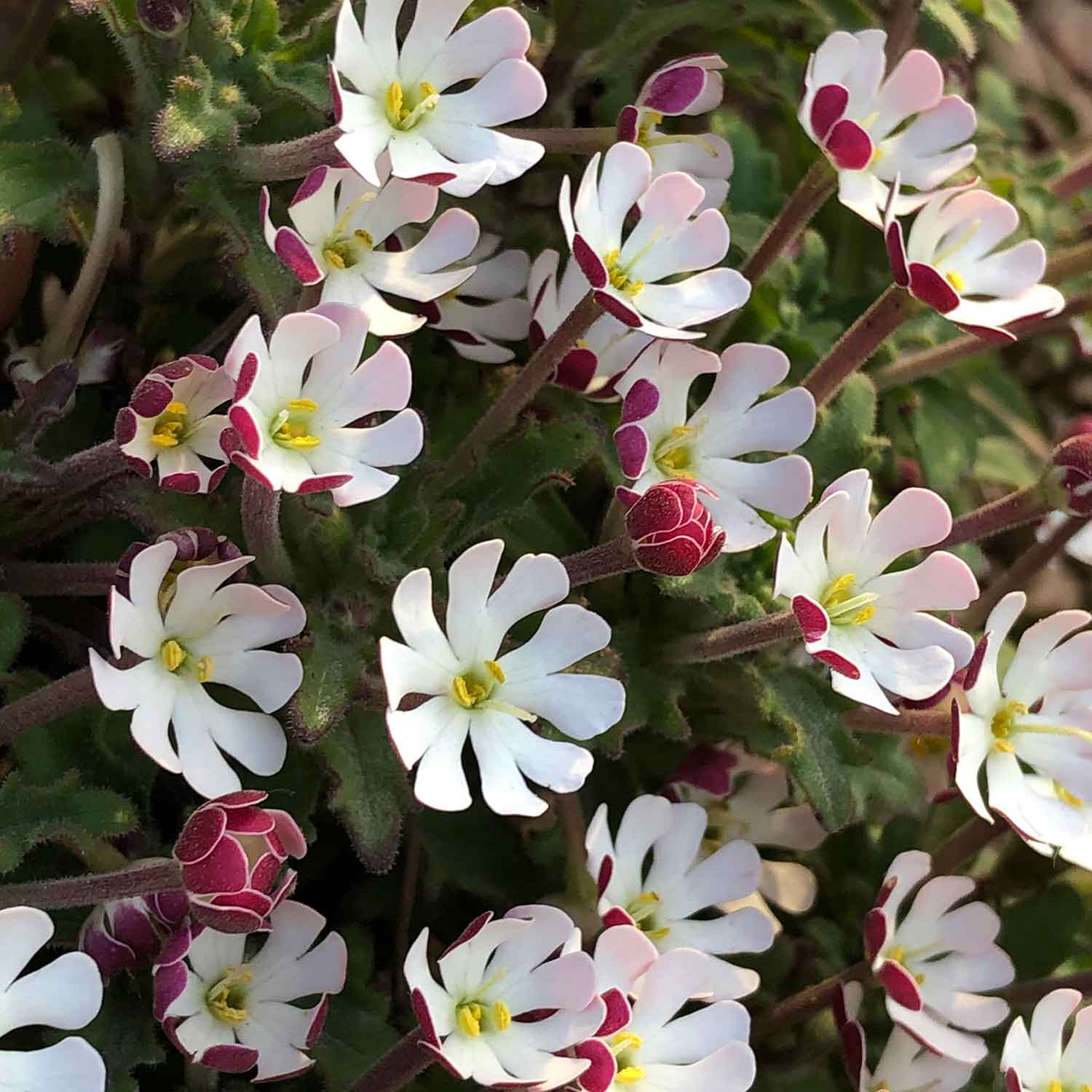 Zaluzianskya 'star Balsam' Night-scented Phlox, Fragrant Compact Perennial Plant | 3 x Jumbo Plugs | Multi
