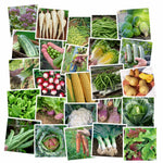 Large Allotment Seed Collection - 25 Vegetable Varieties | 25 Seeds | Multi