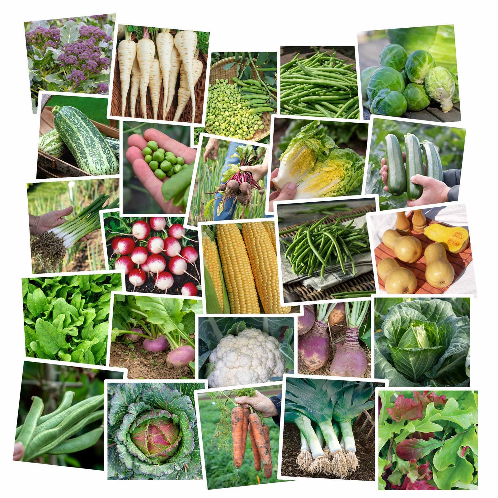 Large Allotment Seed Collection - 25 Vegetable Varieties | 25 Seeds | Multi