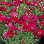 Argyranthemum 'grandaisy Deep Red' Bedding Plant For Pots & Borders 40-60 Cm | 12 x Plug Plants