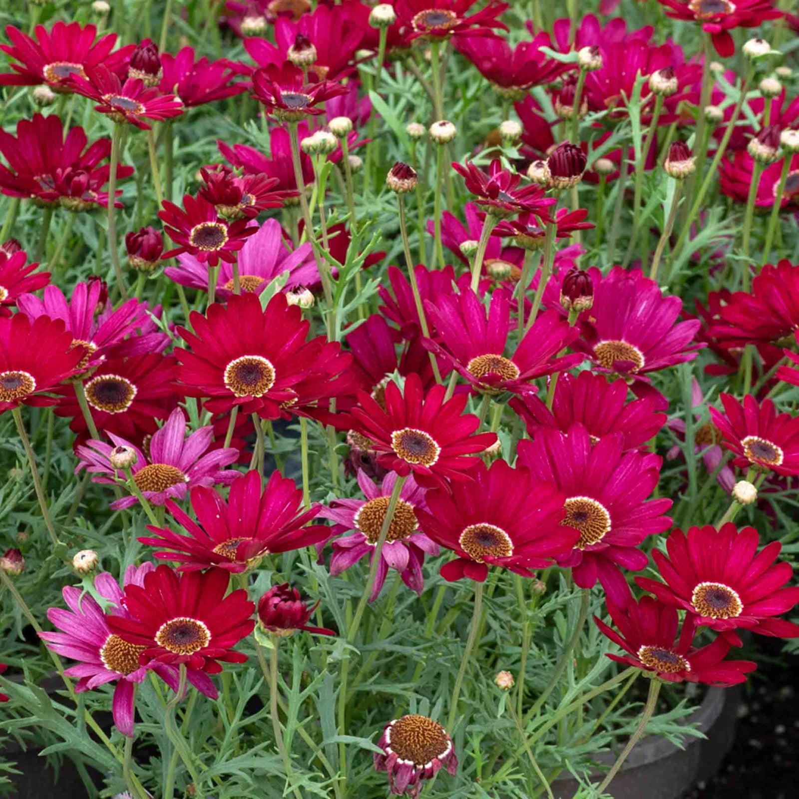 Argyranthemum 'grandaisy Deep Red' Bedding Plant For Pots & Borders 40-60 Cm | 12 x Plug Plants