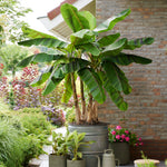 Musa Sikkimensis ‘Ever Red’ - Banana Plant - 1 x 9cm Pot