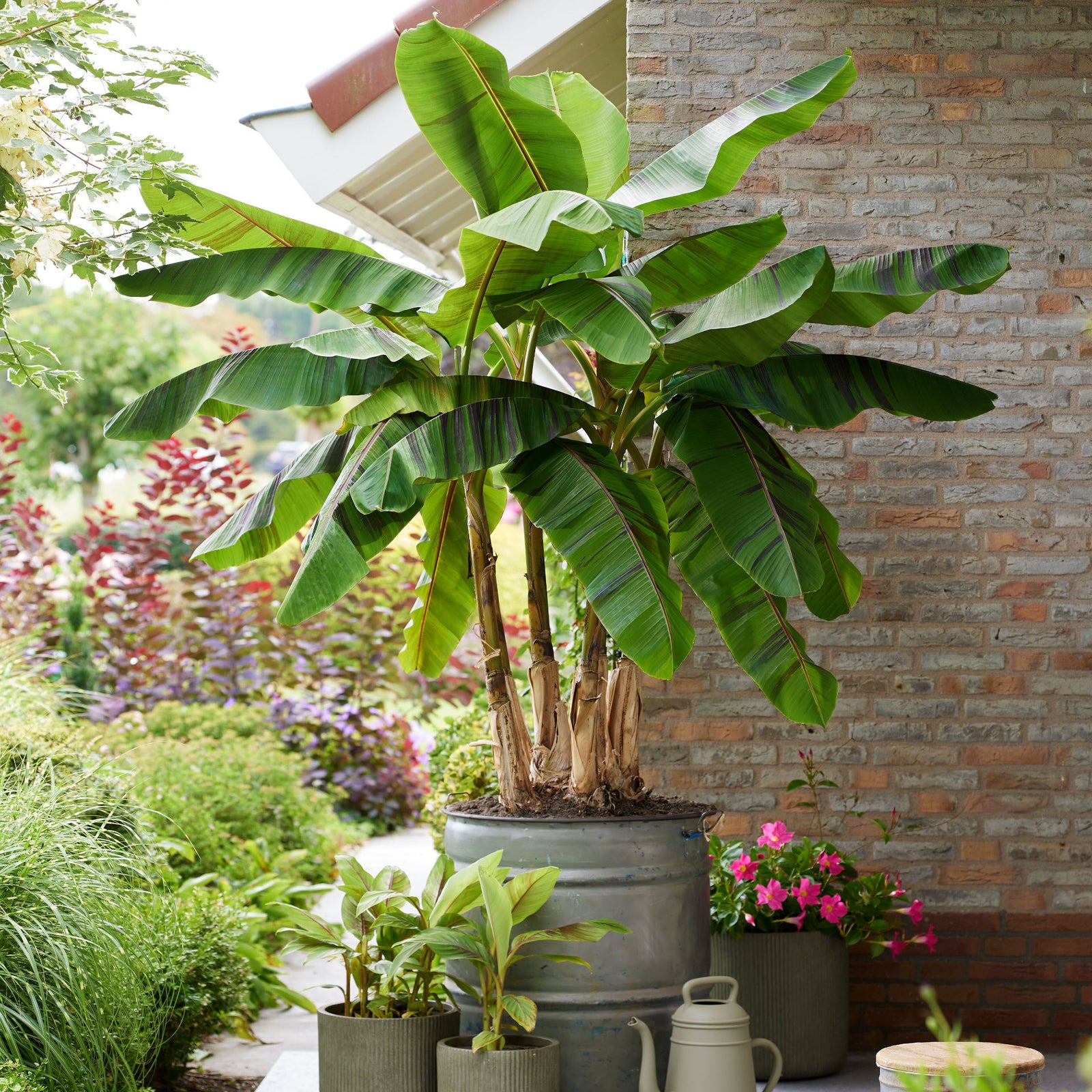 Musa Sikkimensis ‘Ever Red’ - Banana Plant - 1 x 9cm Pot