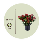 Japanese Skimmia - Skimmia Japonica 'Rubella' - Height 35-45cm - ⌀15cm | Set of 2 | Red