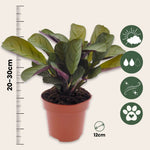 Never Never Plant - Ctenanthe 'amagris' - Height 20-30cm - ⌀12cm | Set of 1 | Green