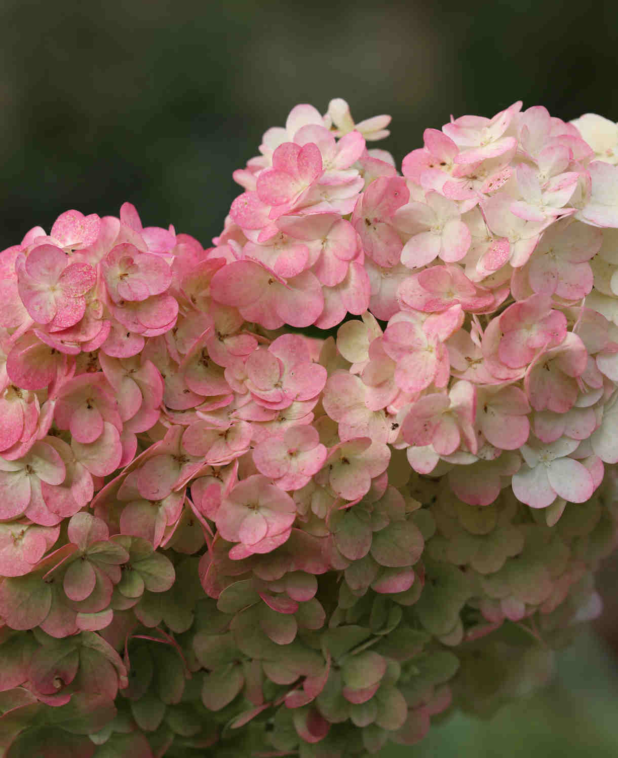 Hydrangea Paniculata Sundae Fraise - 9cm pots | 1 x 9cm | Pink