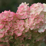 Hydrangea Paniculata Sundae Fraise - 9cm pots | 3 x 9cm | Pink
