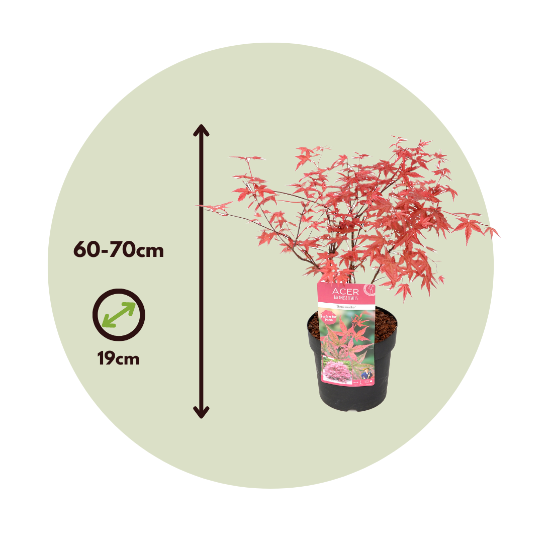 Japanese Maple - Acer Palmatum 'Beni Maiko' - Height 60-70cm - ⌀19cm | Set of 1 | Red