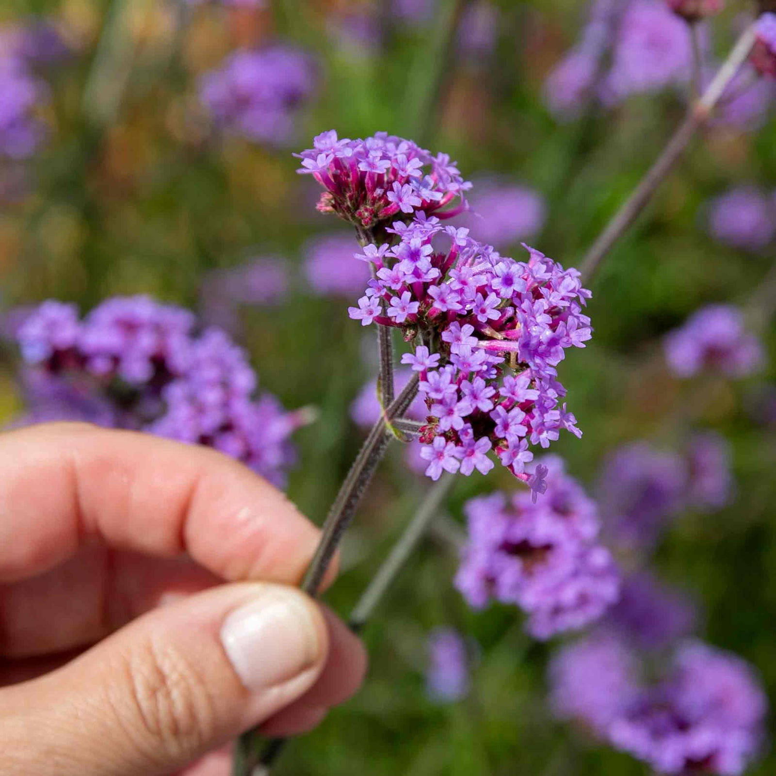 Verbena 'buenos Aires' Tall Violet-purple Perennial | 1 x 9cm | Multi