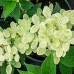 Hydrangea Paniculata Polestar - 9cm pots | 1 x 9cm | Light Green