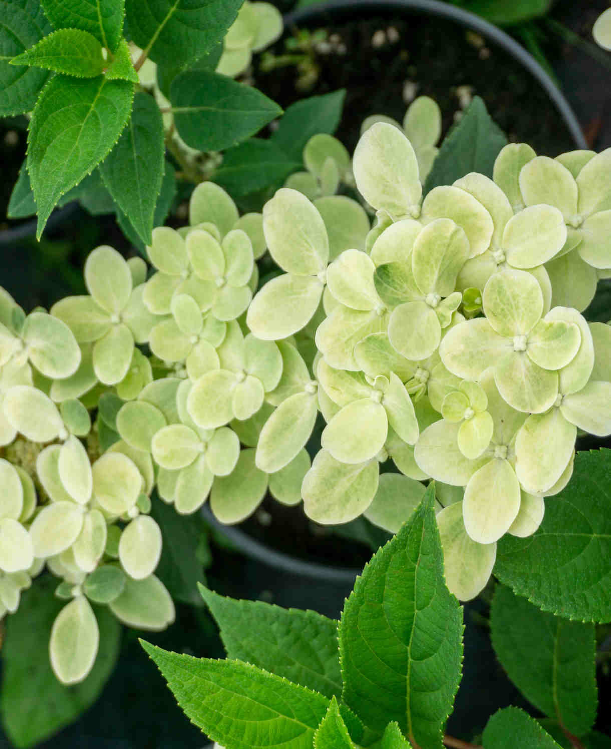 Hydrangea Paniculata Polestar - 9cm pots | 1 x 9cm | Light Green