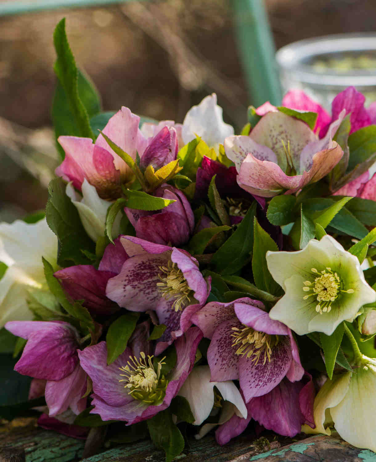 Ultimate Winter-flowering Hellebore Collection | Set of 36