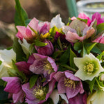 Ultimate Winter-flowering Hellebore Collection | Set-of-12