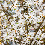 Magnolia 'stallata' (star Magnolia) Compact Spring-flowering Shrub Plant | 1 x 9cm | White