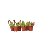 Pitcher Plant - 6 Pcs. - Sarracenia Purpurea - Height 10cm - ⌀5,5cm | Set of 6 | Green