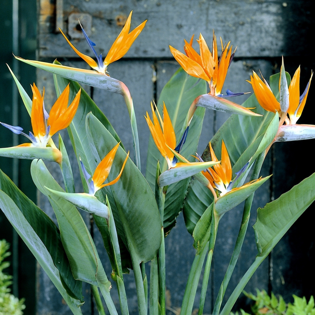 Strelitzia Reginae - Bird Of Paradise - Height 80-100cm - Pot 27cm | Orange