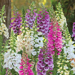 Digitalis Tall Collection — 3-variety Foxgloves | 3 x Jumbo Plugs | Multi Colour