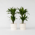 Dragon Tree - 2 Pcs. - Dracaena Deremensis 'janet Craig' - H60-70cm - ⌀17cm | Set of 2 | Green