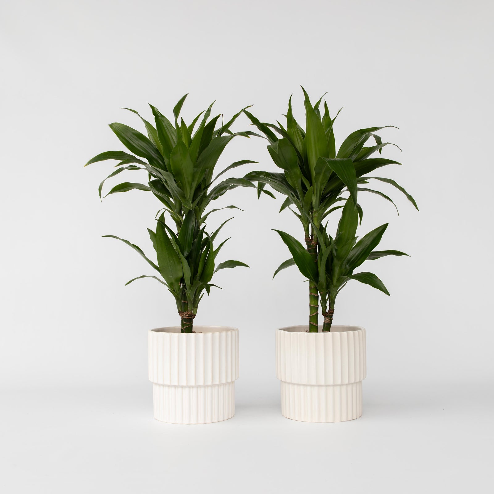 Dragon Tree - 2 Pcs. - Dracaena Deremensis 'janet Craig' - H60-70cm - ⌀17cm | Set of 2 | Green