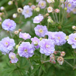 Hayloft Geranium Summer Skies - Vibrant Blue Blooms - 3 x 9cm Pots