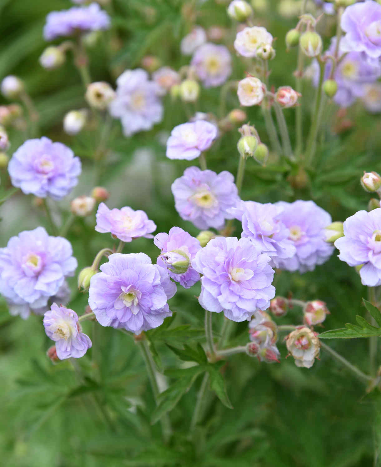 Hayloft Geranium Summer Skies - Vibrant Blue Blooms - 3 x 9cm Pots